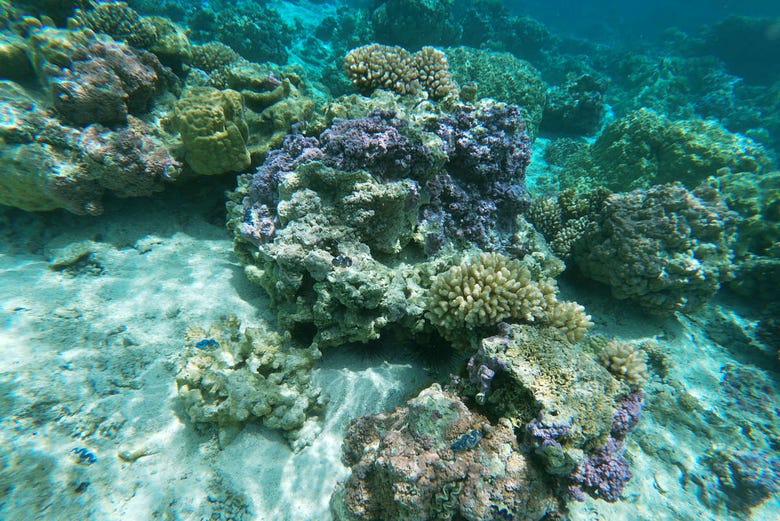 Arrecife de coral desde el barco con fondo de cristal