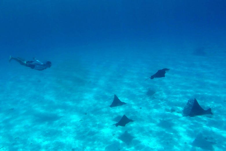 Descubriendo la fauna marina de Bora Bora