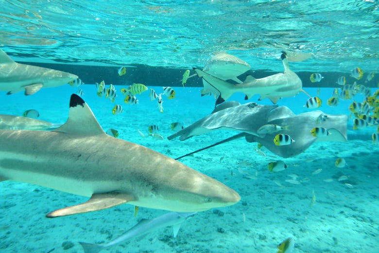 Snorkel con tiburones
