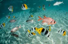Glass-Bottom Boat Tour