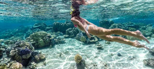 Snorkeling avec des raies manta en bateau à moteur
