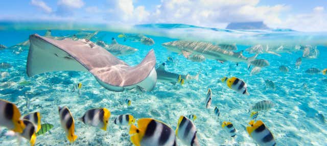 Snorkeling con squali e mante giganti