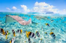 Snorkel con tiburones y rayas