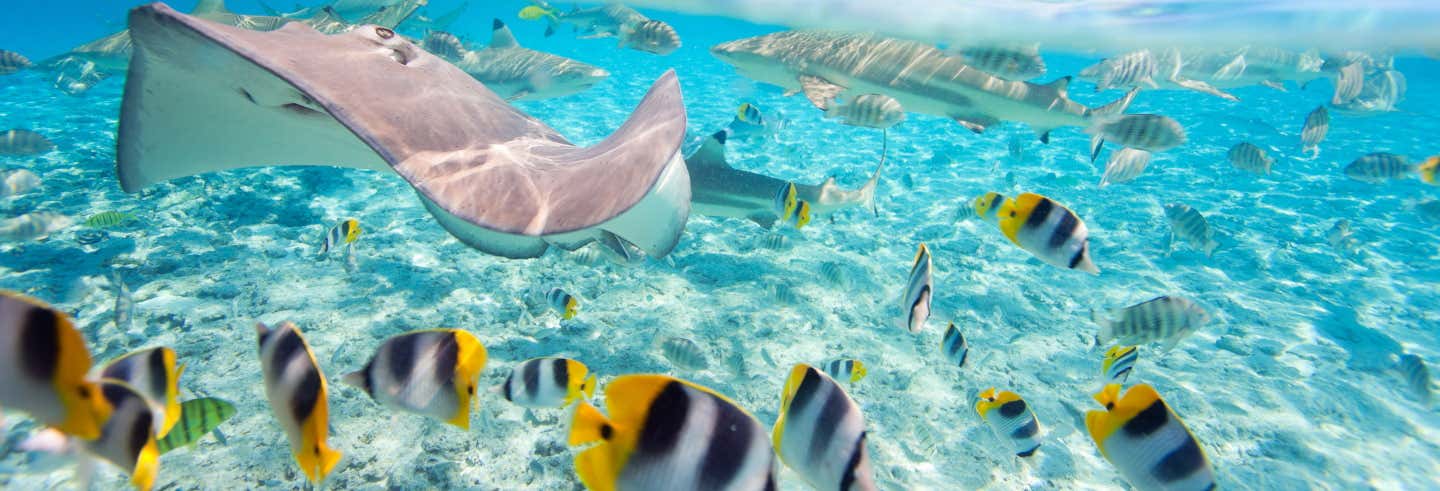 Snorkel con tiburones y rayas