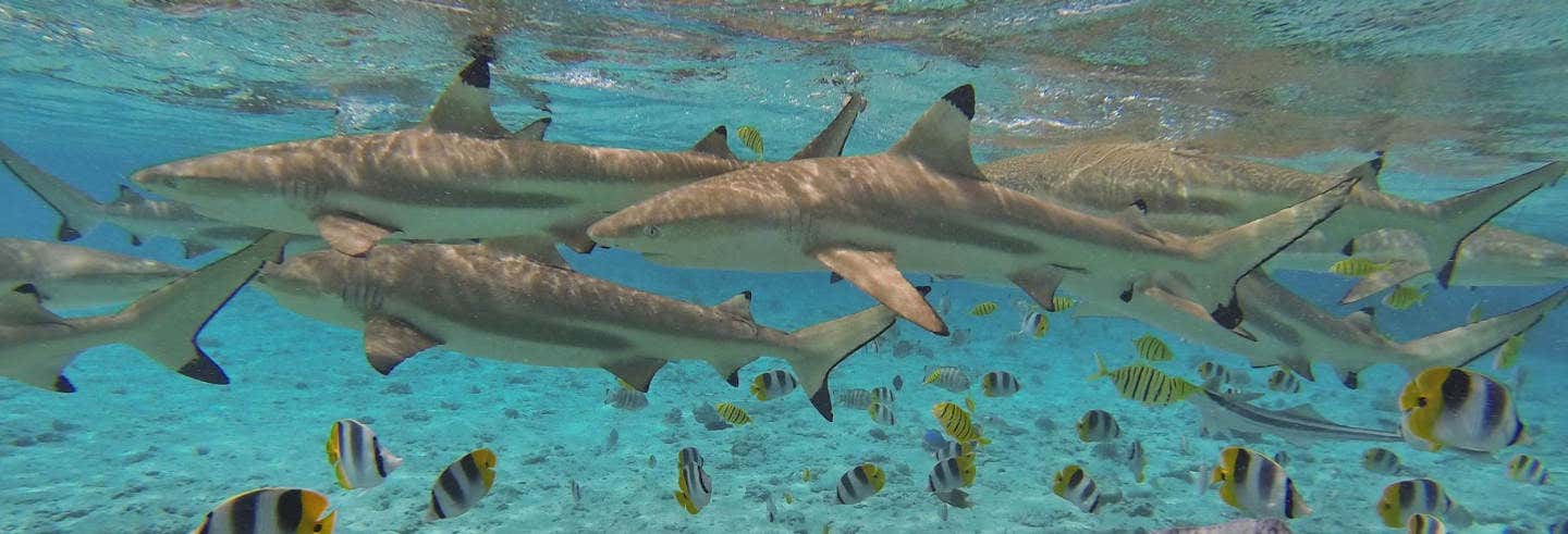 Tour en jet ski + Snorkeling