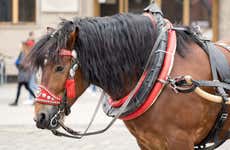 Giro in calesse a Breslavia