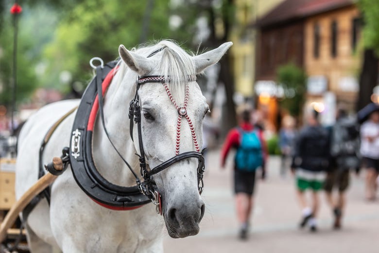 Un carruaje de caballos en Zakopane