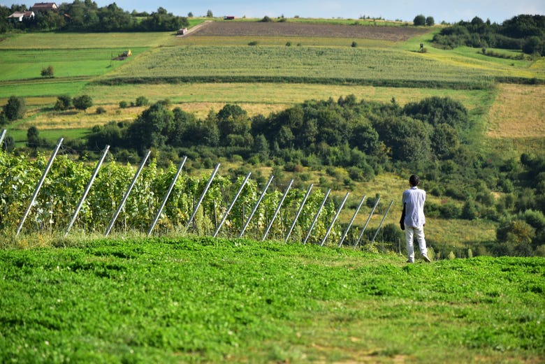 Contemplando los viñedos de Wieliczka
