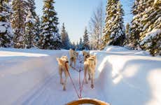 Paseo en trineo de perros husky