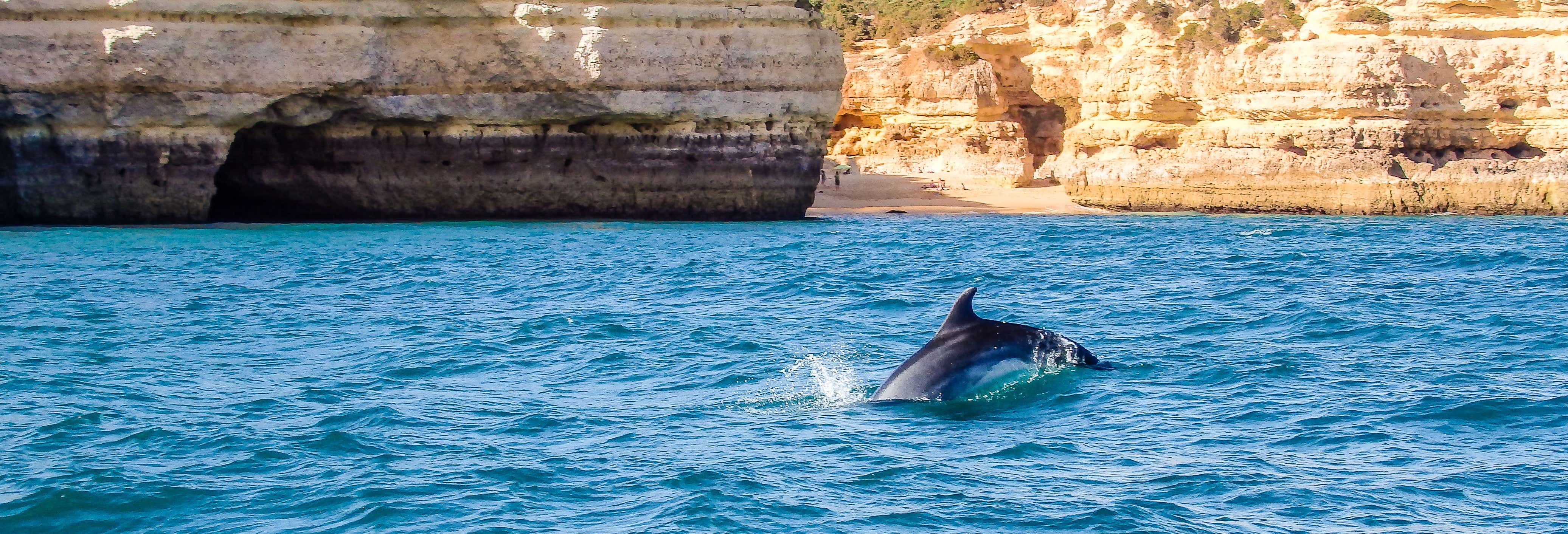 Avvistamento di delfini ad Albufeira