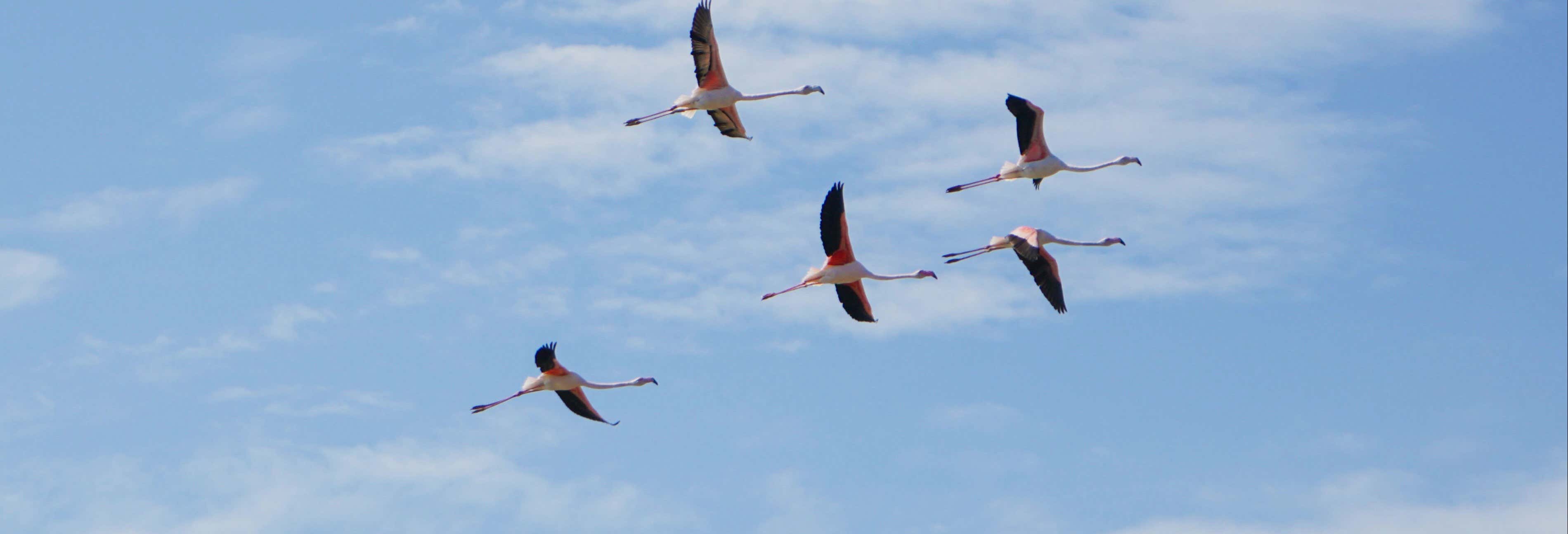 Excursión a Olhão + Paseo en barco por la Ría Formosa