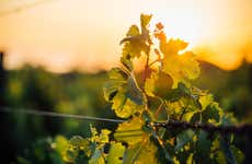 Degustazione di vino all'hotel Monverde