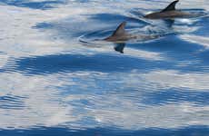 Avistamento de baleias e golfinhos + Ilhéus das Cabras