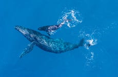 Avistamiento de ballenas y delfines