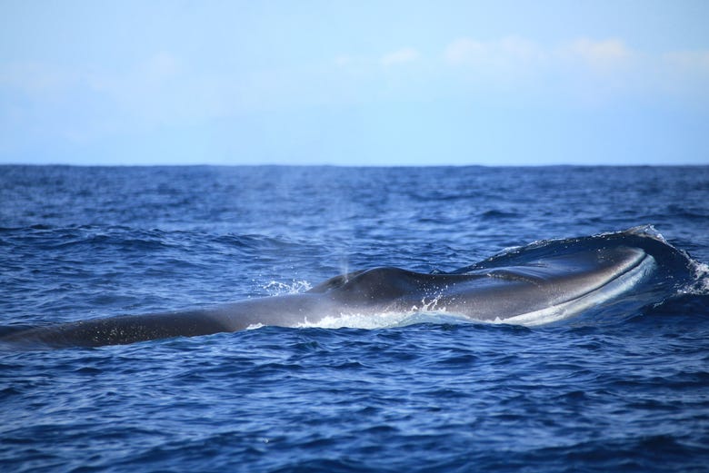 Avistamiento de cetáceos en Terceira