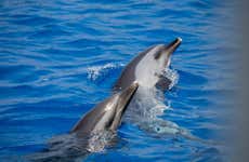 Nage avec des dauphins à Terceira