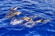 Avvistamento di cetacei a Caniçal
