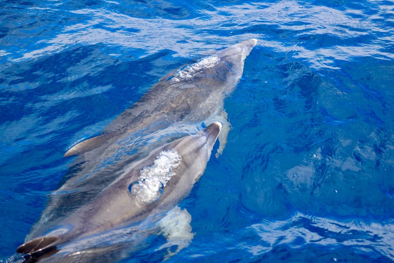 Dolphins in Madeira