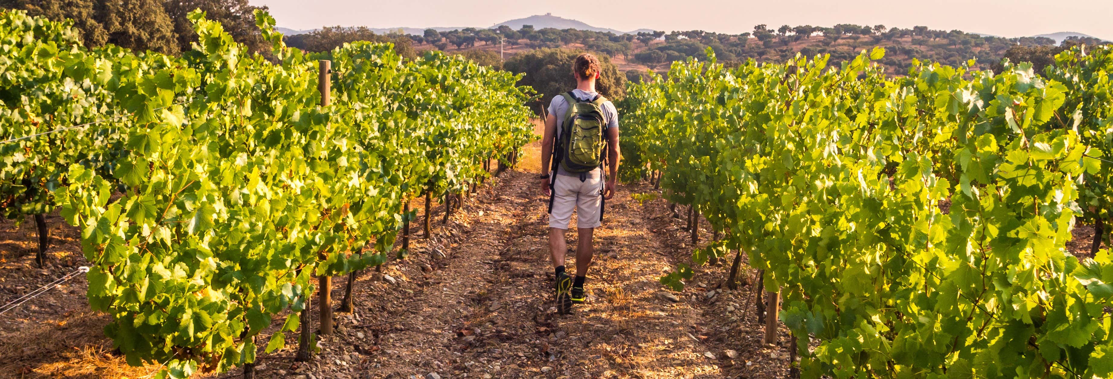 Excursão à região da Bairrada