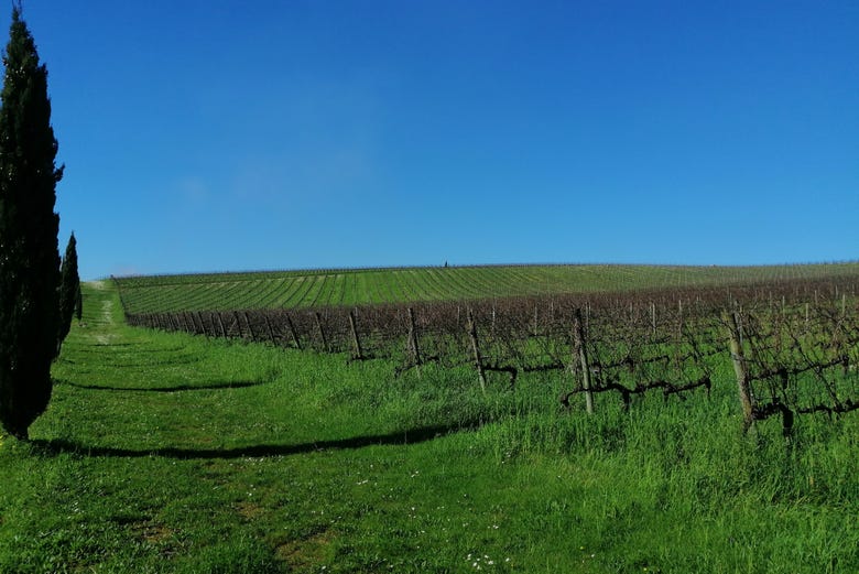 Región vitivinícola de Bairrada