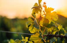 Dão Region Wine Tour