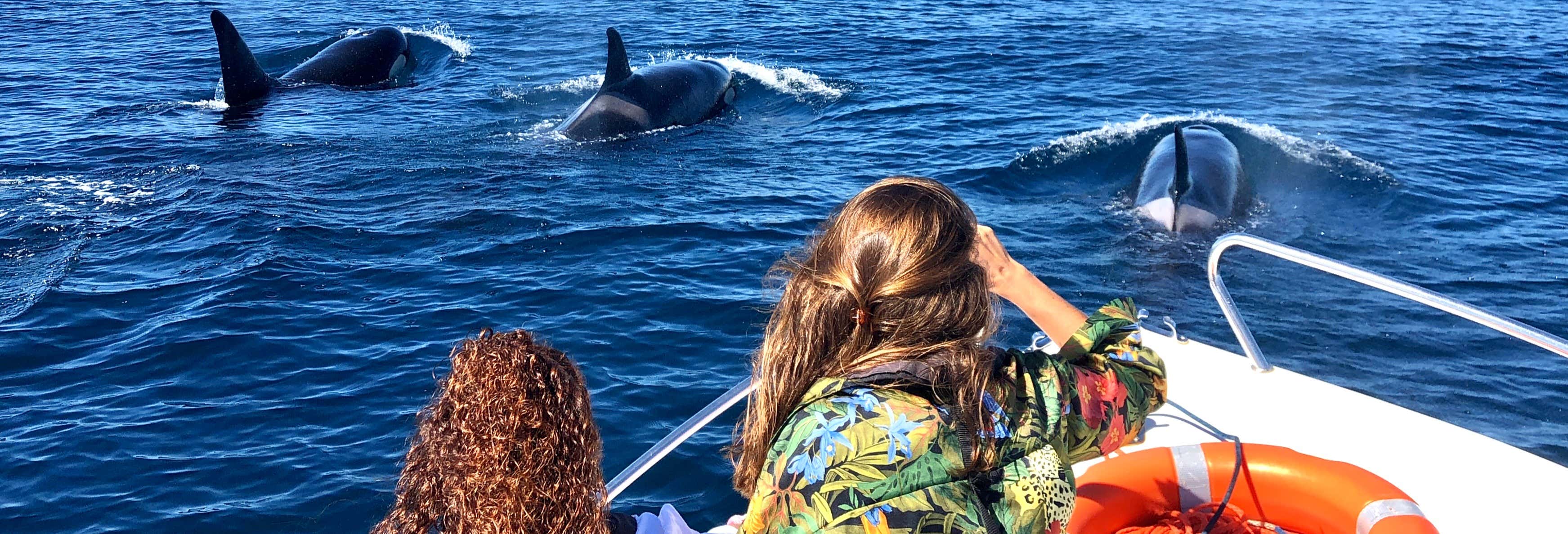 Avistamento de golfinhos em Faro