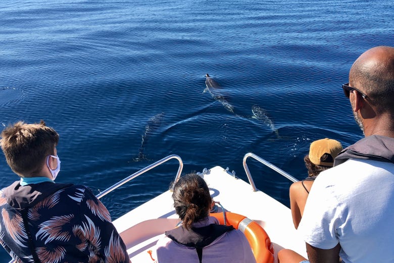 Enjoying the dolphins from the boat