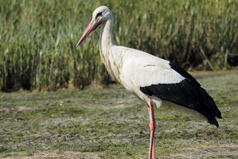 Visit the lagoon of Ria Formosa and its marshlands with a friend