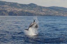 Avistamiento de cetáceos en catamarán