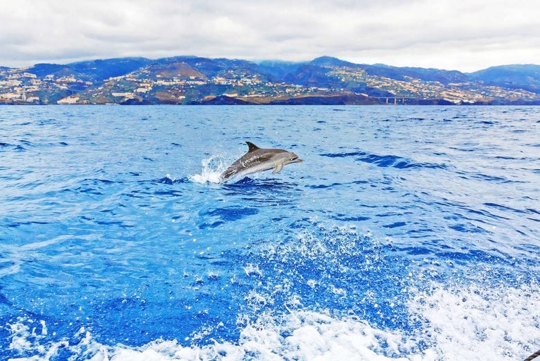 Dolphin swimming off the coast of Madeira