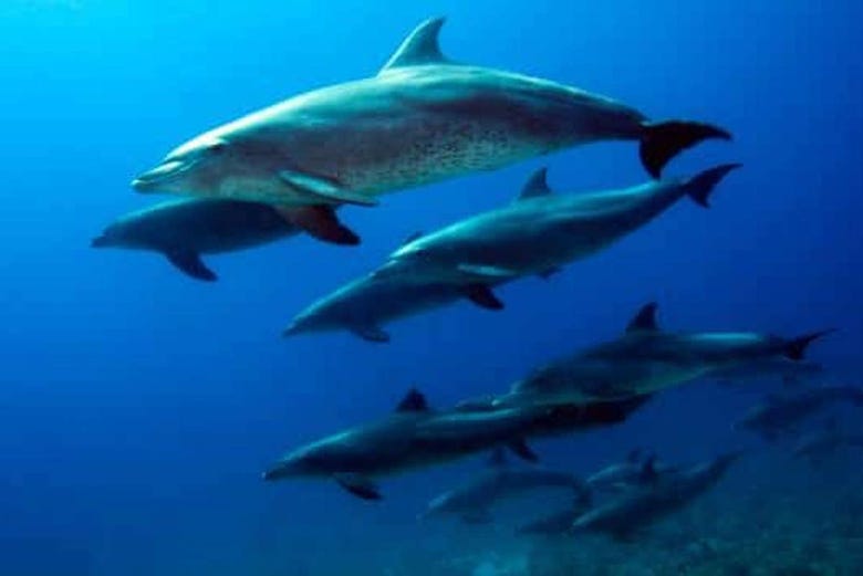 Group of dolphins in Madeira