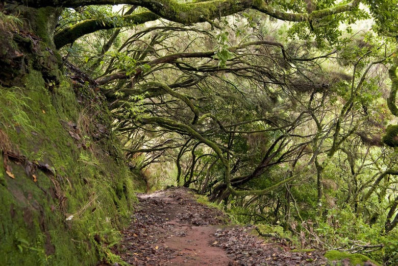 En el Parque Natural de Madeira