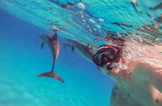 Bagno con delfini all'isola di Madeira