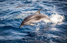 Dolphin Watching Cruise