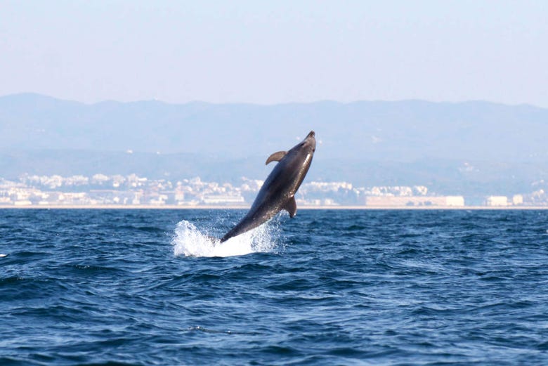 Golfinho saltando na Costa do Algarve