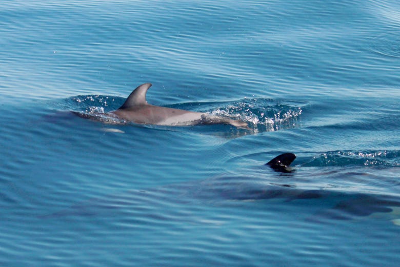 Avistamento de golfinhos