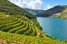 Ruta del vino verde