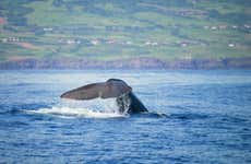 Visite à la découverte de la tradition baleinière de Faial