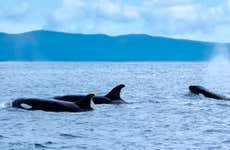 Avistamiento de cetáceos en la isla de Pico