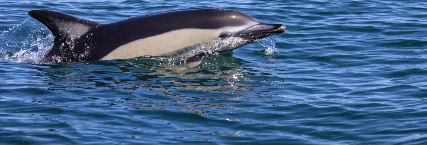 Observation De Dauphins A Lisbonne Lisbonne Fr