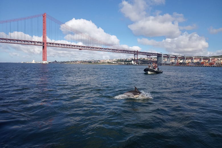 Delfini alla foce del Tago