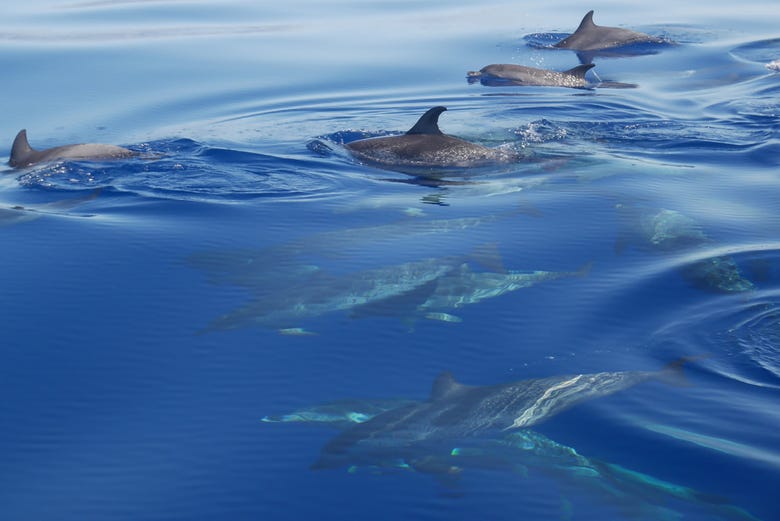 Avvistamento di delfini in Portogallo