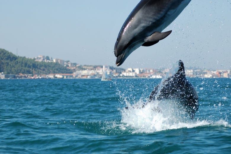 Observation de dauphins à l’estuaire du Sado 
