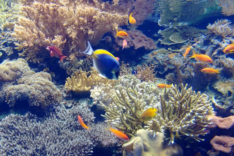 Peixes tropicais no Oceanário 
