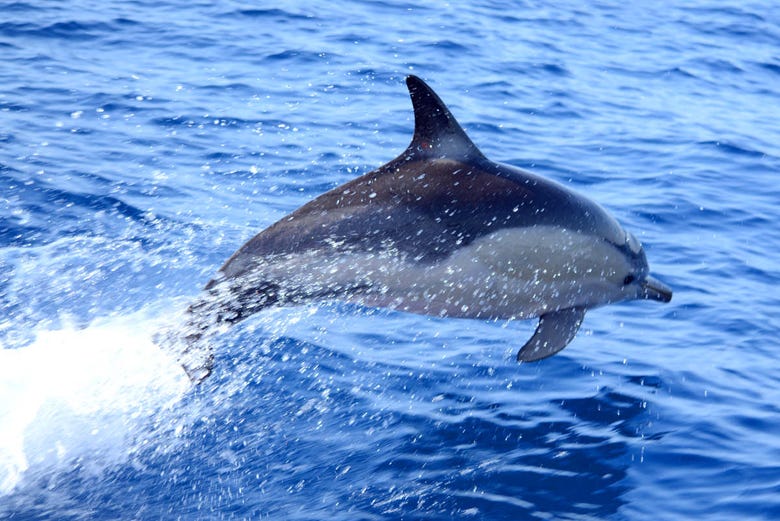 Dolphin playing alongside the boat