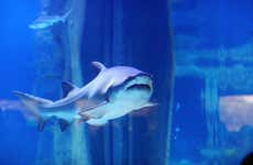 Entrada a SEA LIFE® Oporto