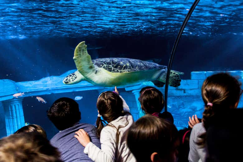 Sea Life de Oporto