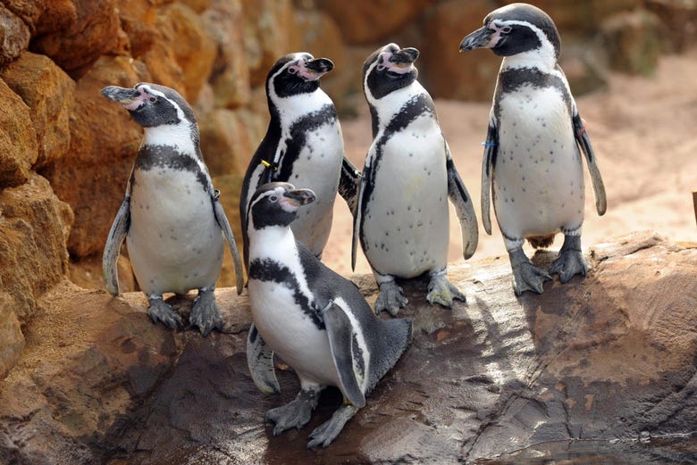 Grupo de pingüinos