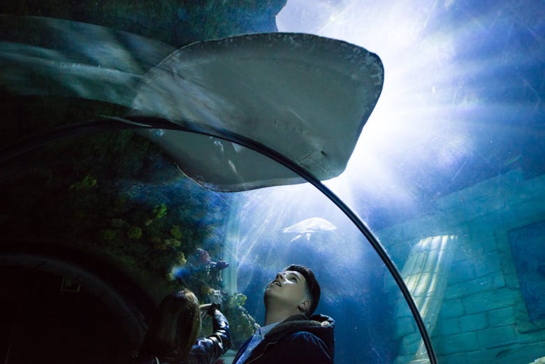 A stingray in the glass tunnel