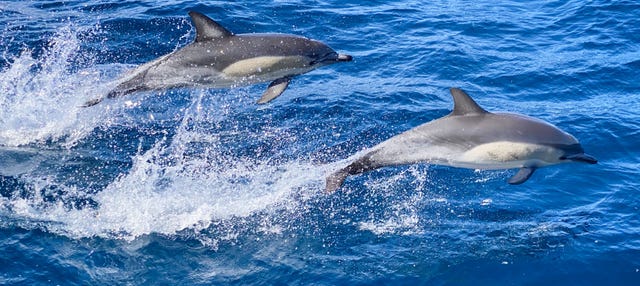 Nado con delfines en São Miguel